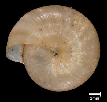 Media type: image;   Malacology 382076 Aspect: basal